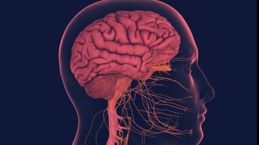 Red Light Therapy for Nervous System 