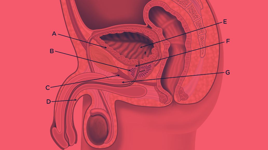 Red Light Therapy for Urinary Tract Infections