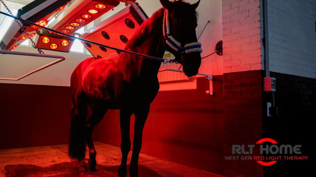 Red Light Therapy for Horses