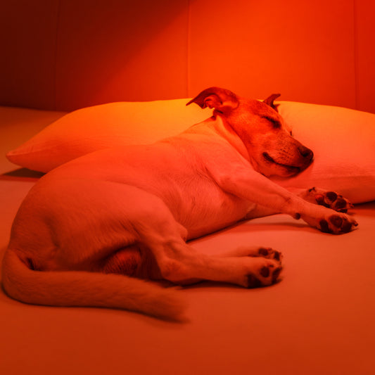 Red Light Therapy for Animals